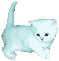 แมว ภาพเคลื่อนไหว-gif